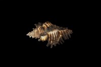 藏品(黑千手螺)的圖片